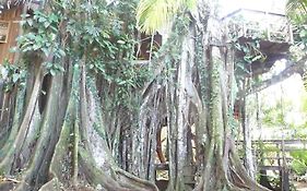 Topos Tree House