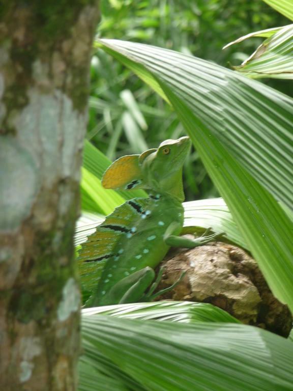 Topos Tree House Cahuita Exterior foto