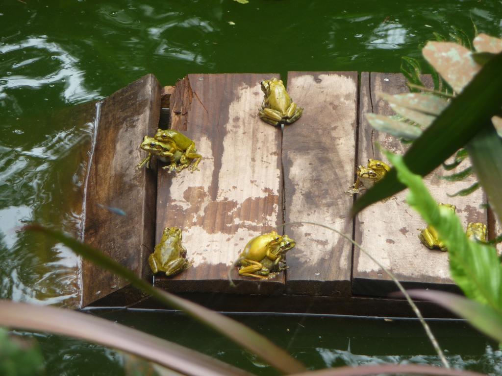 Topos Tree House Cahuita Exterior foto