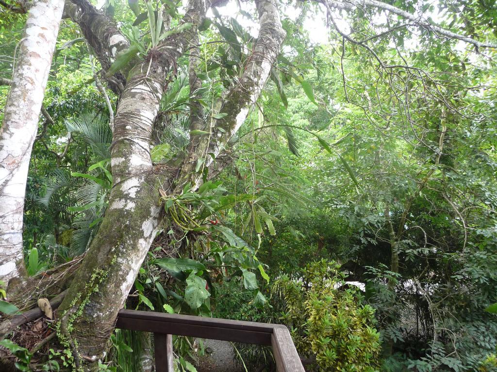 Topos Tree House Cahuita Exterior foto