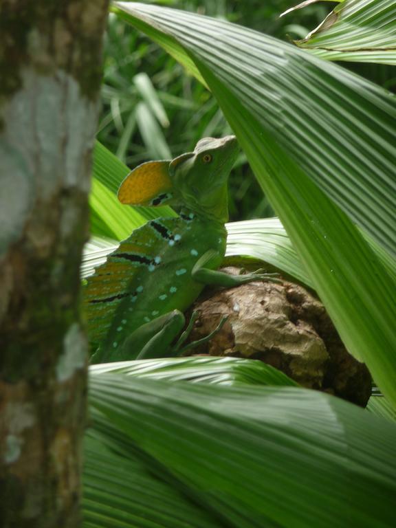 Topos Tree House Cahuita Exterior foto
